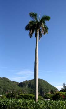 Palm